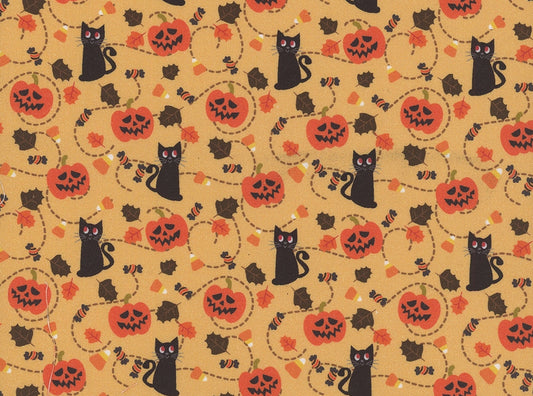 Black Cats and Pumpkin Patch